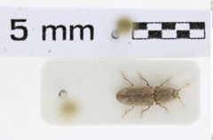Foto (Dorsalansicht) von Meristhus cristatus (NHMW-ZOO-COL-0008159)